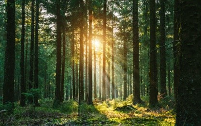 Matériaux biosourcés et fibres végétales